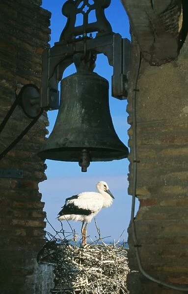 White Stork Nesting under Bell