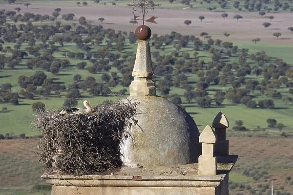 White Stork - Nesting on Church Bell Tower. Extramadura, Spain BI002891
