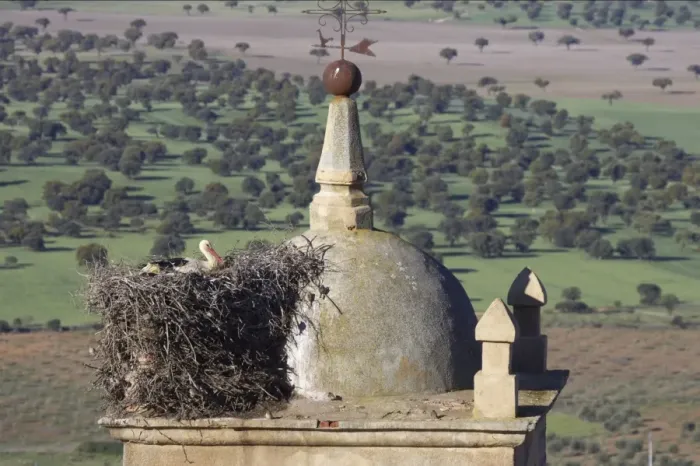 Framed Print : White Stork - Nesting on Church Bell Tower. Extramadura, Spain BI002891
