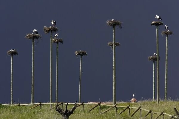White Stork - nesting colony, Extremadura, Spain
