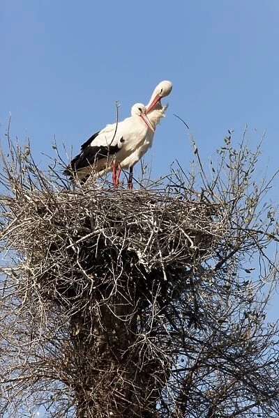 White Stork - pair of adults on nest - Southern Spain