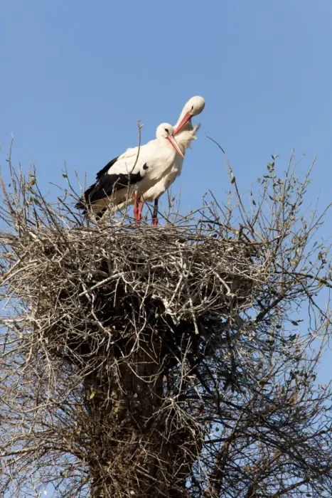 Framed Print : White Stork - pair of adults on nest - Southern Spain Framed Print : White Stork - pair of adults on nest - Southern Spain