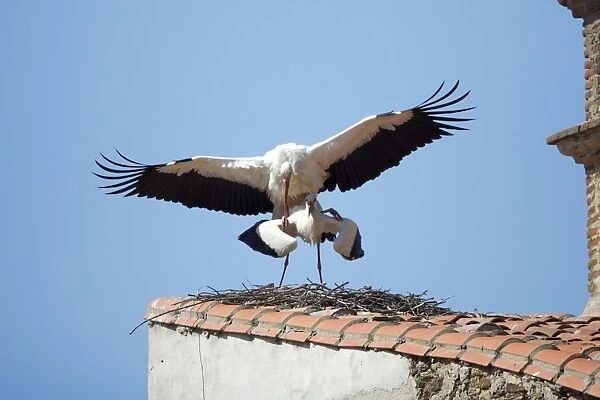 White Stork - pair mating on roof, Extremadura, Spain