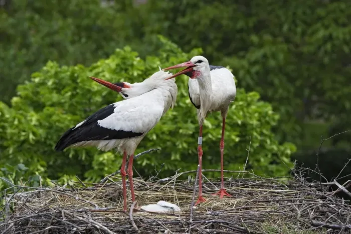 Framed Print : White Stork - pair at nest. Alsace - France