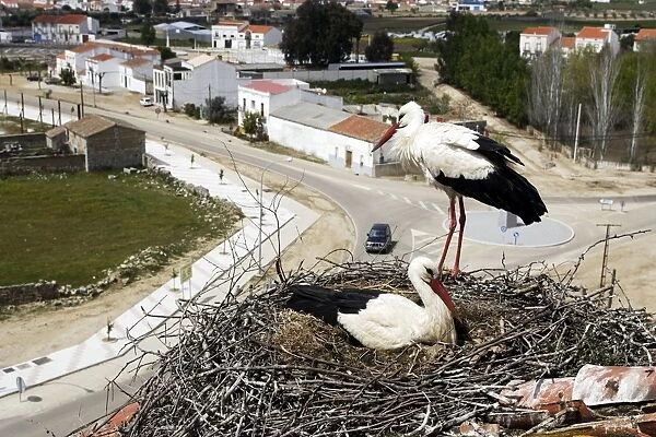 White Stork - pair at nest. Caceres - Extramadura - Spain