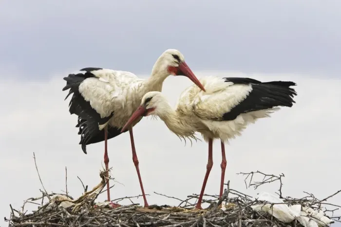 Framed Print : White Stork - pair at nest. Caceres - Extramadura - Spain Framed Print : White Stork - pair at nest. Caceres - Extramadura - Spain