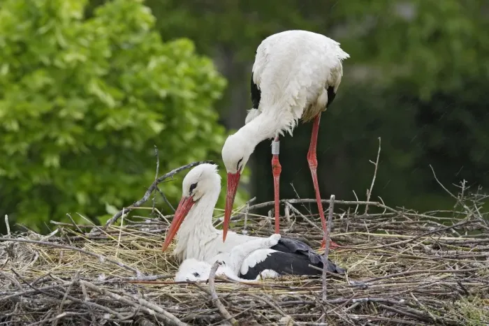 Framed Print : White Stork - pair at nest with chick. Alsace - France Framed Print : White Stork - pair at nest with chick. Alsace - France