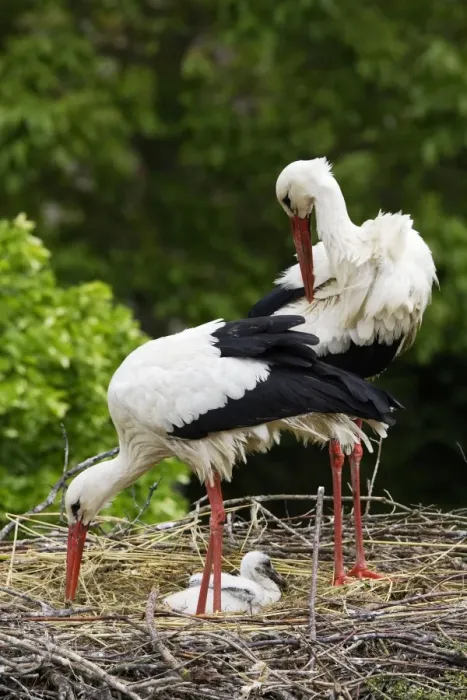 Framed Print : White Stork - pair at nest with chick. Alsace - France Framed Print : White Stork - pair at nest with chick. Alsace - France