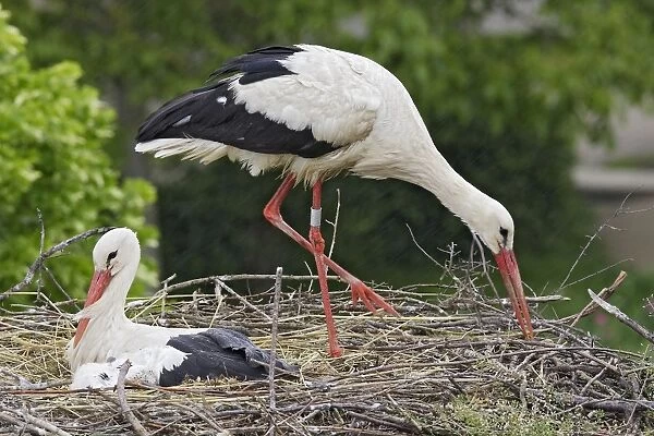 White Stork - pair at nest with chick. Alsace - France