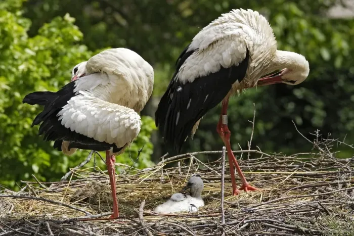 Framed Print : White Stork - pair at nest with chick. Alsace - France Framed Print : White Stork - pair at nest with chick. Alsace - France