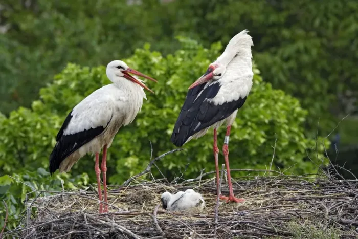 Framed Print : White Stork - pair at nest with chick. Alsace - France Framed Print : White Stork - pair at nest with chick. Alsace - France