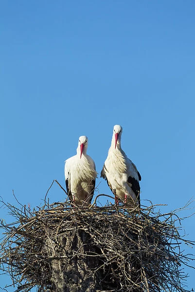 White Stork pair on their nest Doana National