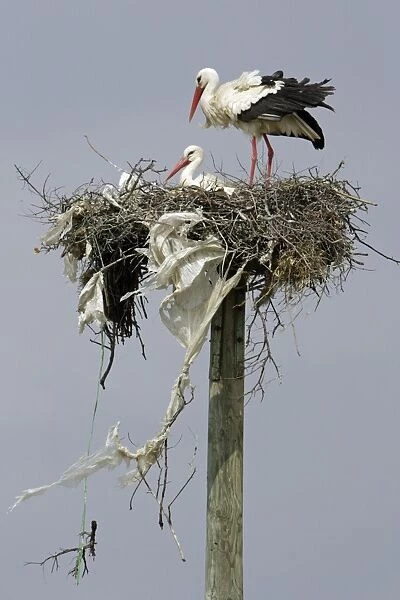 White Stork - pair at nest, Extremadura, Spain