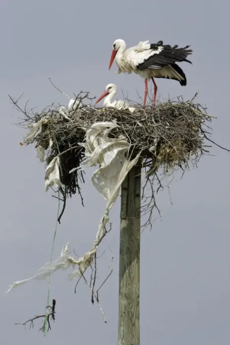 Framed Print : White Stork - pair at nest, Extremadura, Spain Framed Print : White Stork - pair at nest, Extremadura, Spain