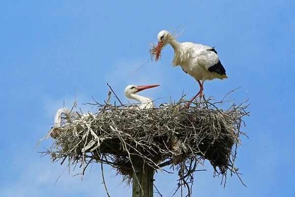White Stork - pair at nest, Extremadura, Spain