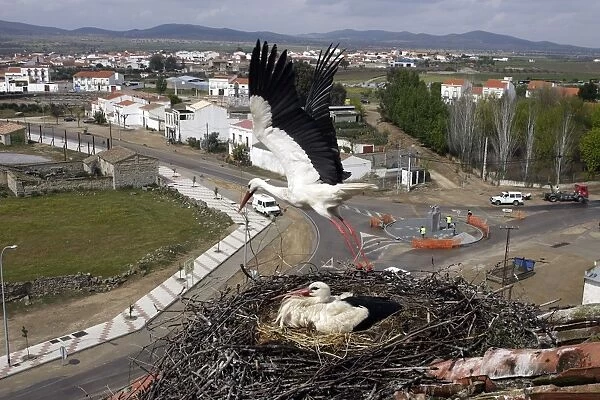 White Stork - pair at nest - one taking off. Caceres - Extramadura - Spain