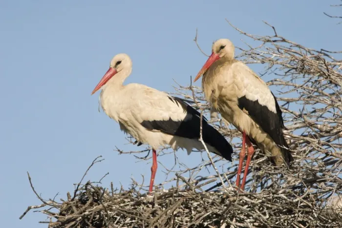 Framed Print : White Stork - Two parent birds standing on their nest with blue sky background - Extremadura - Spain Framed Print : White Stork - Two parent birds standing on their nest with blue sky background - Extremadura - Spain