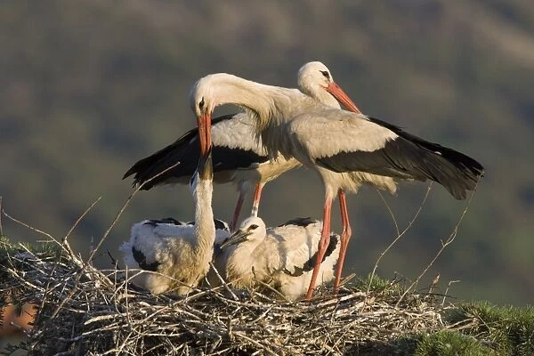 White Stork-Parent feeding chicks by regurgitating food from its crop, showing bill of adult inserted deep into the bill of the chickt-Manzanares el Real-Spain