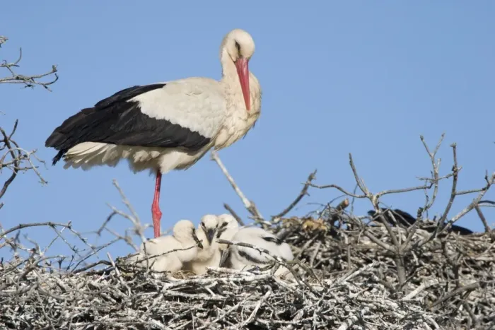 Framed Print : White Stork - Parent on its nest with small chicks - Extremadura - Spain Framed Print : White Stork - Parent on its nest with small chicks - Extremadura - Spain