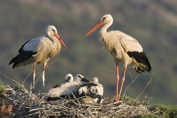 White Stork-Parents with chicks in a treetop nest-Manzanares el Real-Spain