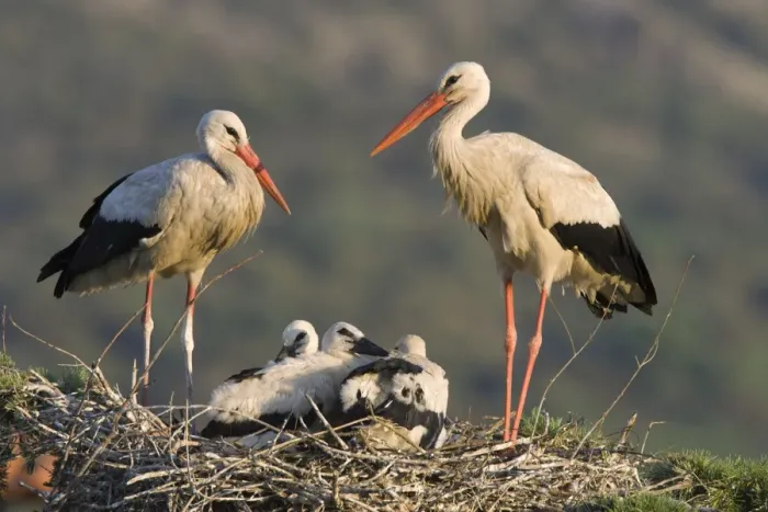 Framed Print : White Stork-Parents with chicks in a treetop nest-Manzanares el Real-Spain Framed Print : White Stork-Parents with chicks in a treetop nest-Manzanares el Real-Spain