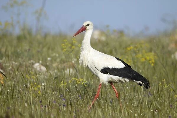 White Stork - searching for food on rough pasture, Extremadura, Spain