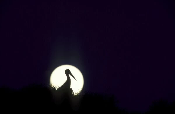 White Stork - In Silhouette at dusk with full moon on its nest on an Umbrella Pine (Pinus pinea). Estremadura, Spain