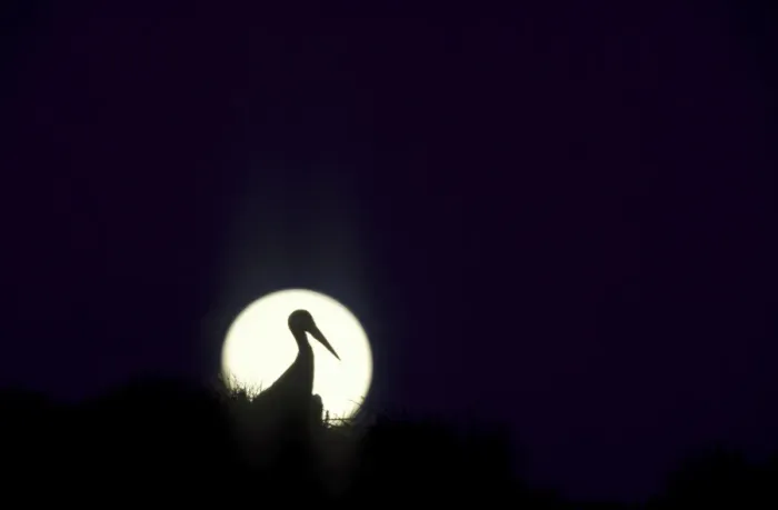 Framed Print : White Stork - In Silhouette at dusk with full moon on its nest on an Umbrella Pine (Pinus pinea). Estremadura, Spain Framed Print : White Stork - In Silhouette at dusk with full moon on its nest on an Umbrella Pine (Pinus pinea). Estremadura, Spain