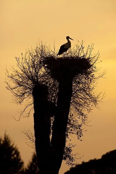White Stork - single adult on nest silhouetted against evening sky - Southern Spain