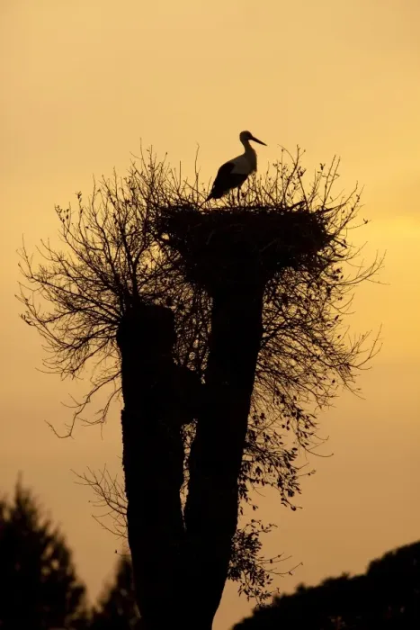 Framed Print : White Stork - single adult on nest silhouetted against evening sky - Southern Spain Framed Print : White Stork - single adult on nest silhouetted against evening sky - Southern Spain