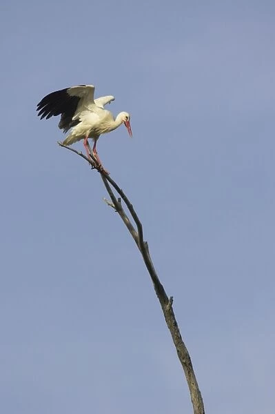 White Stork -Standing on perch. Extramadura, Spain BI002882