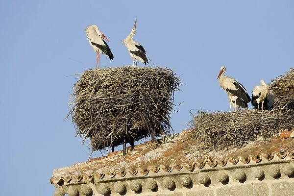 White Stork-Two adult birds in courtship display showing the ritualistic throwing back of head, shown on bell tower roof top nest site-Manzanares el Real-Spain