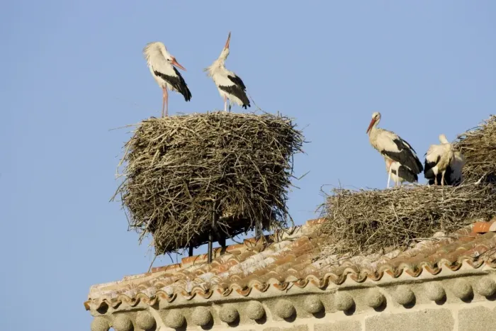 Framed Print : White Stork-Two adult birds in courtship display showing the ritualistic throwing back of head, shown on bell tower roof top nest site-Manzanares el Real-Spain Framed Print : White Stork-Two adult birds in courtship display showing the ritualistic throwing back of head, shown on bell tower roof top nest site-Manzanares el Real-Spain