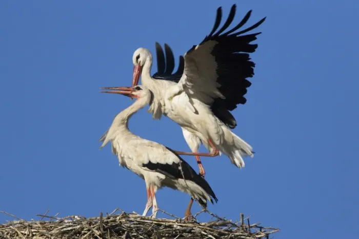 Framed Print : White Stork-Two courting adult birds showing copulation-Manzanares el Real-Spain Framed Print : White Stork-Two courting adult birds showing copulation-Manzanares el Real-Spain