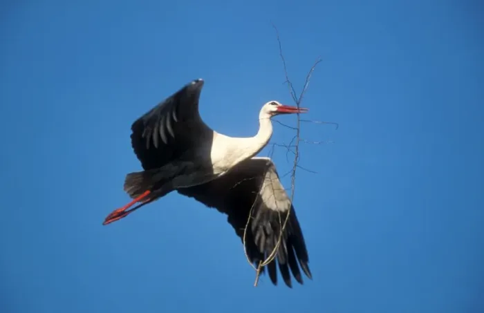 Framed Print : White Stork USH 384 Adult transporting nest material to nest in spring Ciconia ciconia © Duncan Usher  /  ardea. com