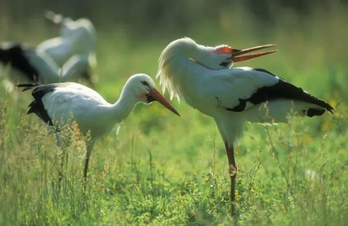 Framed Print : White Stork USH 442 Courtship display Ciconia ciconia © Duncan Usher  /  ardea. com