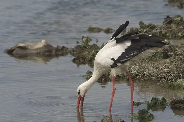 White Stork wading and feeding - At Het Zwin Nature Reserve, near Knokke, Belgium
