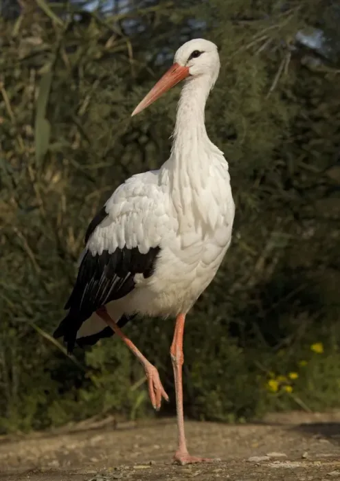 Framed Print : White Stork - Walking Framed Print : White Stork - Walking