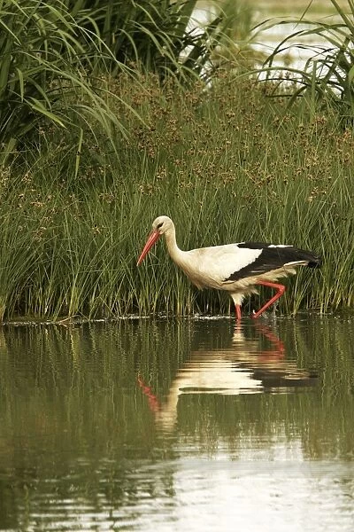 White Stork - in water. Aiguamolls National Park - Spain