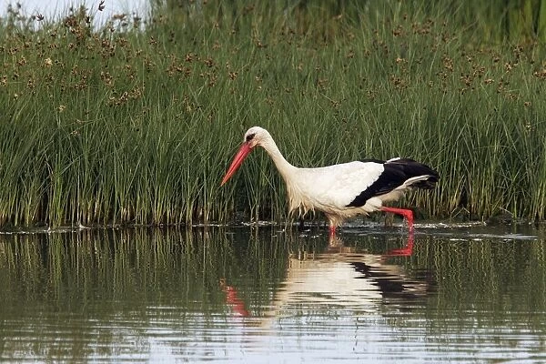 White Stork - in water. Aiguamolls National Park - Spain