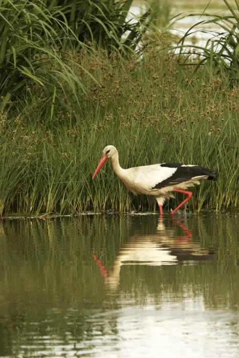 Framed Print : White Stork - in water. Aiguamolls National Park - Spain Framed Print : White Stork - in water. Aiguamolls National Park - Spain