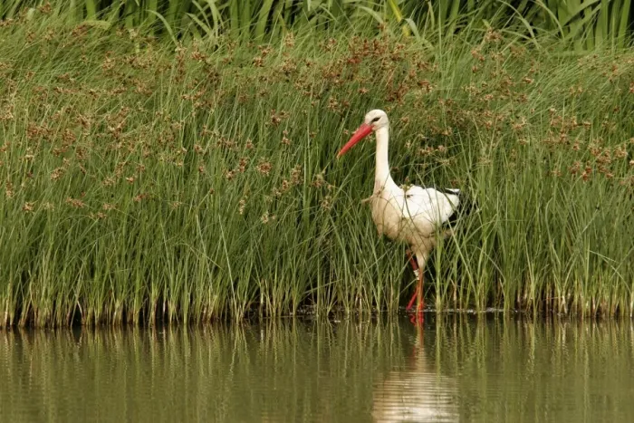 Framed Print : White Stork - in water. Aiguamolls National Park - Spain Framed Print : White Stork - in water. Aiguamolls National Park - Spain