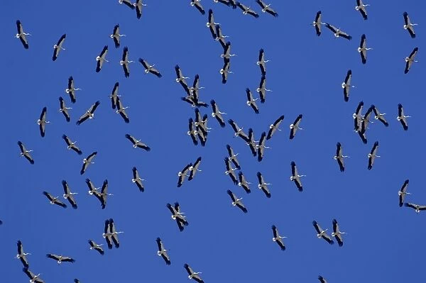 White Storks - In flight migrating in the heat from Southern Spain across to Africa