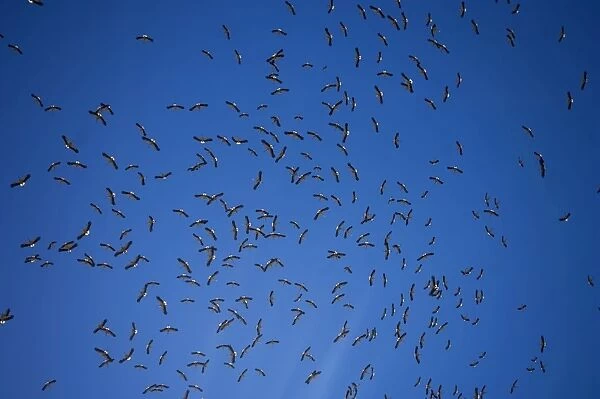 White Storks - In flight migrating in the heat from Southern Spain across to Africa