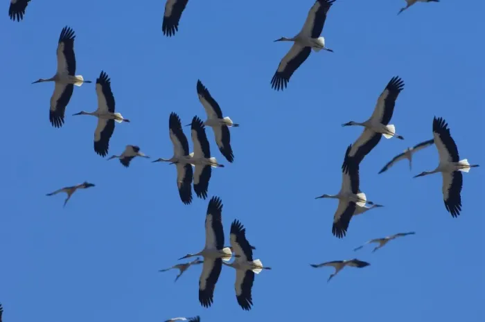 Framed Print : White Storks - In flight migrating in the heat from Southern Spain across to Africa Framed Print : White Storks - In flight migrating in the heat from Southern Spain across to Africa