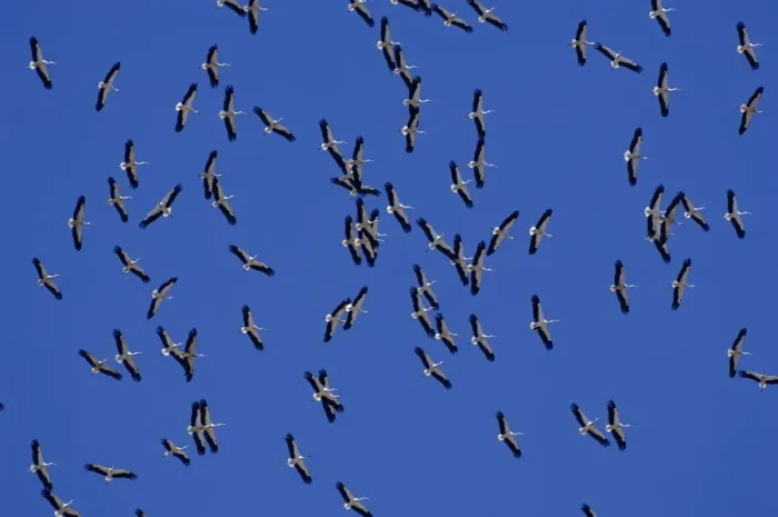 Framed Print : White Storks - In flight migrating in the heat from Southern Spain across to Africa Framed Print : White Storks - In flight migrating in the heat from Southern Spain across to Africa