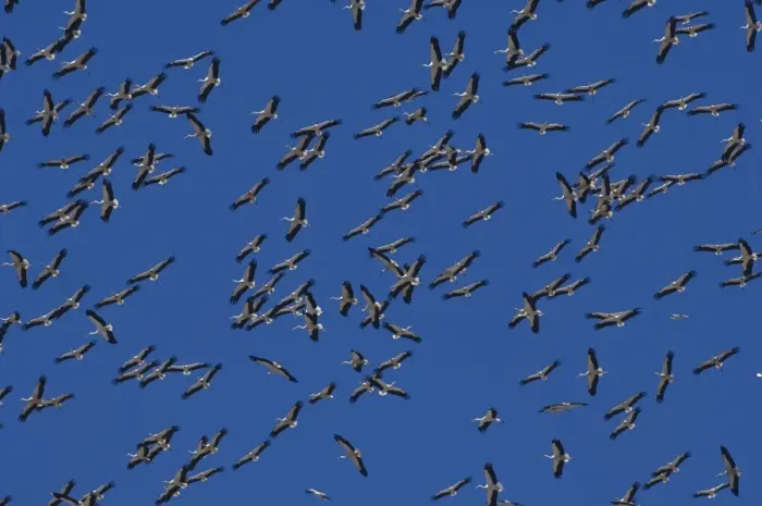 Framed Print : White Storks - In flight migrating in the heat from Southern Spain across to Africa Framed Print : White Storks - In flight migrating in the heat from Southern Spain across to Africa