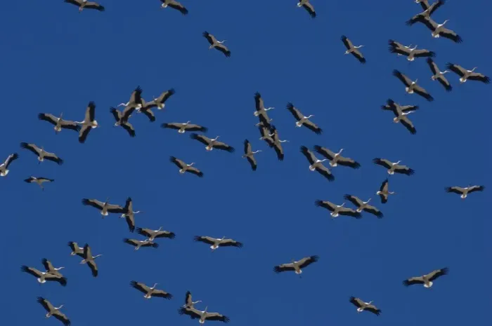 Framed Print : White Storks - In flight migrating in the heat from Southern Spain across to Africa Framed Print : White Storks - In flight migrating in the heat from Southern Spain across to Africa