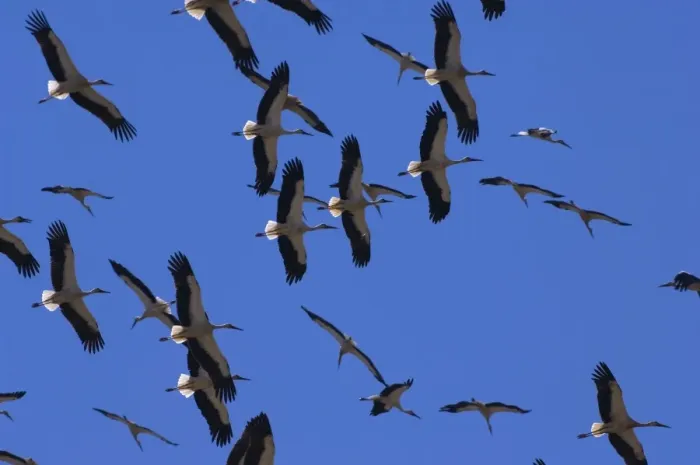 Framed Print : White Storks - In flight migrating in the heat from Southern Spain across to Africa Framed Print : White Storks - In flight migrating in the heat from Southern Spain across to Africa