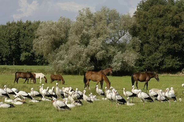 White storks - Group on the meadows with horses in background Reestdal. Overijssel, The Netherlands